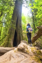 Female hiker admiring a giant, hollowed out cedar tree while standing on a fallen log in the lush