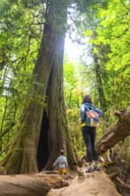 Tourists admiring the breathtaking view of giant trees in cathedral grove, a renowned natural
