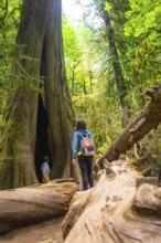 Mother and child exploring a giant hollow redwood tree in cathedral grove forest on vancouver