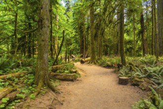 Sunlight filtering through towering trees illuminates a tranquil hiking trail winding through the