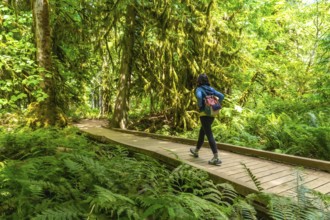 Female tourist walking along a wooden path in the lush rainforest of macmillan provincial park,