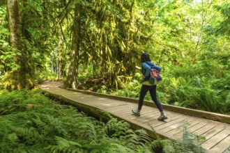 Female tourist walking along a wooden footbridge in the lush rainforest of cathedral grove,
