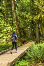 Female hiker walking along a wooden path through lush ferns and moss covered trees in the serene