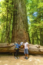 Tourists enjoying summer holidays exploring the majestic ancient trees in cathedral grove on