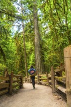 Female tourist walking along a path in cathedral grove forest on vancouver island, surrounded by