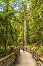 Female hiker with a backpack walking peacefully along a wooden trail surrounded by towering trees