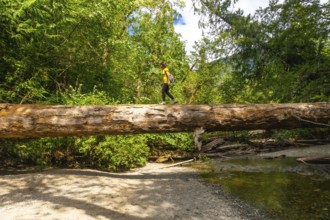 Female hiker navigating a large fallen log over a shallow creek in the serene cathedral grove