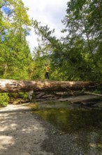 Female hiker walking on a large fallen log spanning a shallow stream in the beautiful old growth