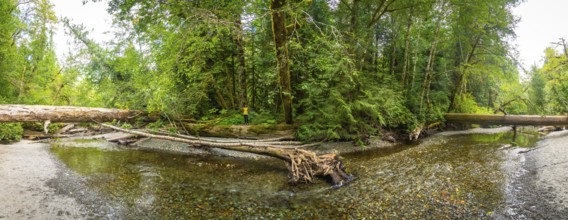 Panoramic view of a pristine river flowing through the vibrant cathedral grove forest on vancouver