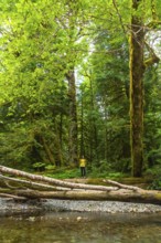 Female hiker stands beside a tranquil stream, admiring towering trees covered in vibrant green moss