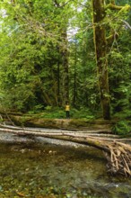 Female hiker standing on a fallen log, admiring the pristine beauty of cathedral grove on vancouver