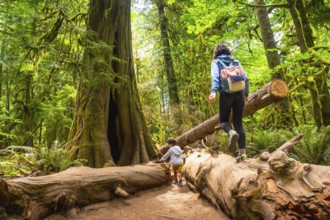Tourists exploring the magnificent cathedral grove forest on vancouver island are carefully walking
