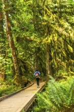 Hiker walking in the beautiful lush green forest in cathedral grove, macmillan provincial park,
