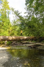 Female hiker walking on a fallen tree trunk acting as a natural bridge over a small river in a lush