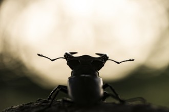 Stag beetle (Lucanus cervus), adult imago, silhouette against light background, dam