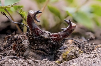 Stag beetle (Lucanus cervus), adult imago hatching from the ground, vegetable garden, Damme, Lower