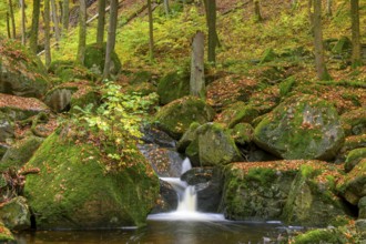 A clear waterfall of the Ilse surrounded by moss-covered rocks in an autumnal forest, Ilsetal, Harz