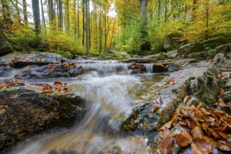 An Ilse waterfall in an autumnal forest full of bright leaves, Ilsetal, Harz National Park,