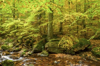 A quiet forest with a small stream and trees full of autumn leaves on the Ilse River, llsetal, Harz