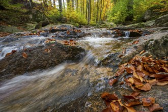 The river Ilse in the Harz National Park flows over rocks in autumn forest, Ilsetal, Harz National