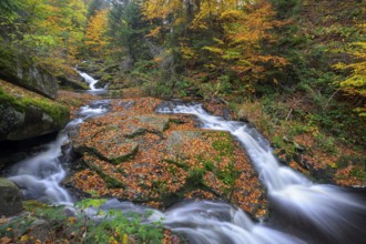 Several Ilse waterfalls cascade through an autumnal forest, Ilsetal, Harz National Park, Ilsenburg,
