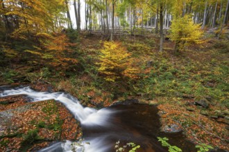 A forest with a bubbling Ilse waterfall surrounded by colorful autumn leaves, Ilsetal, Harz