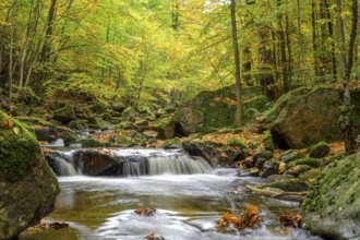 The river Ilse flows through an autumn forest surrounded by moss and colorful foliage, Ilse Valley,