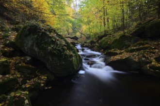 The river Ilse flows through an autumnal forest, surrounded by colorful trees, large rocks,
