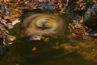 Autumn leaves revolve in a whirlpool on a quiet forest stream, caught in an autumnal idyll