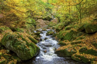 A flowing stream the Ilse snakes through an autumnal forest surrounded by moss-covered rocks, Ilse