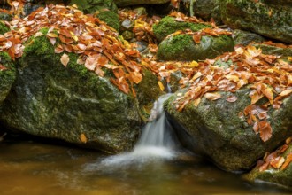 The river Ilse flows between rocks covered with autumn leaves, Ilsetal, Harz National Park,