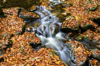 The river Ilse flows over rocks, covered with bright autumn leaves in the dense forest, Ilsetal,
