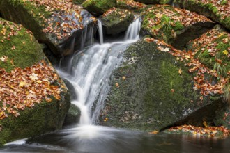 A small waterfall of the Ilse falls over rocky, mossy rocks, Ilsetal, Harz National Park,