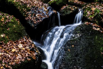 A narrow waterfall of the Ilse flows over mossy rocks covered with autumn leaves, Ilsetal, Harz