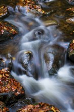 Wild water from the Ilse flows over rocks in a stream bed covered with autumn leaves, Ilse Valley,