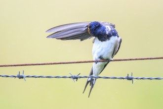 Barn Swallow (Hirundo rustica), plumage care on barbed wire, Barn Swallow (Hirundo rustica),