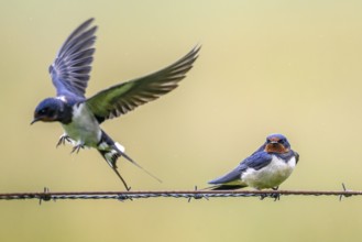 A barn swallow (Hirundo rustica) flies off a wire while another sits still. Quiet rural scene in