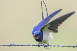 A swallow with open wings sitting on a wire. The background is blurred and bright Barn Swallow