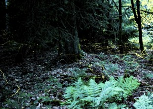 False firefly (Lamprohiza splendidula) Firefly, flying in search of mate, long exposure, stitched