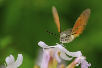 A dove tail (Macroglossum stellatarum) flies near pink flowers of soapwort (Saponaria officinalis)