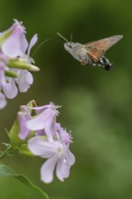 A dove tail (Macroglossum stellatarum) flies near pink flowers of soapwort (Saponaria officinalis)