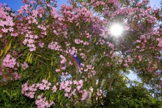 Backlit photograph Sun shining through a bush of oleander (Nerium oleander) Oleander bush in full