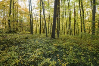 Autumn deciduous forest, Taubergießen Nature Reserve, Kappel-Grafenhausen, Ortenau,