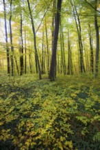 Autumn deciduous forest, Taubergießen Nature Reserve, Kappel-Grafenhausen, Ortenau,