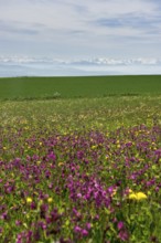Flower meadow and Swiss Alps, near Höchenschwand, Black Forest, Southern Black Forest,