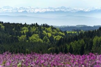 Flower meadow and Swiss Alps, near Höchenschwand, Black Forest, Southern Black Forest,