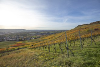 The vineyards in the Remstal near Kleinheppach in the Rems-Murr district are bright in autumn.