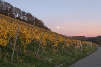 The vineyards in the Remstal near Korb in the Rems-Murr district are covered in autumn colors of
