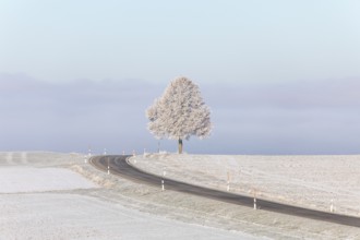 A lonely tree stands picturesquely next to the road in the wintry landscape of the Swabian Jura.