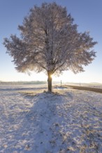 A frosty, snow-covered tree stands alone on the plateau of the Swabian Jura in Germany. The clear